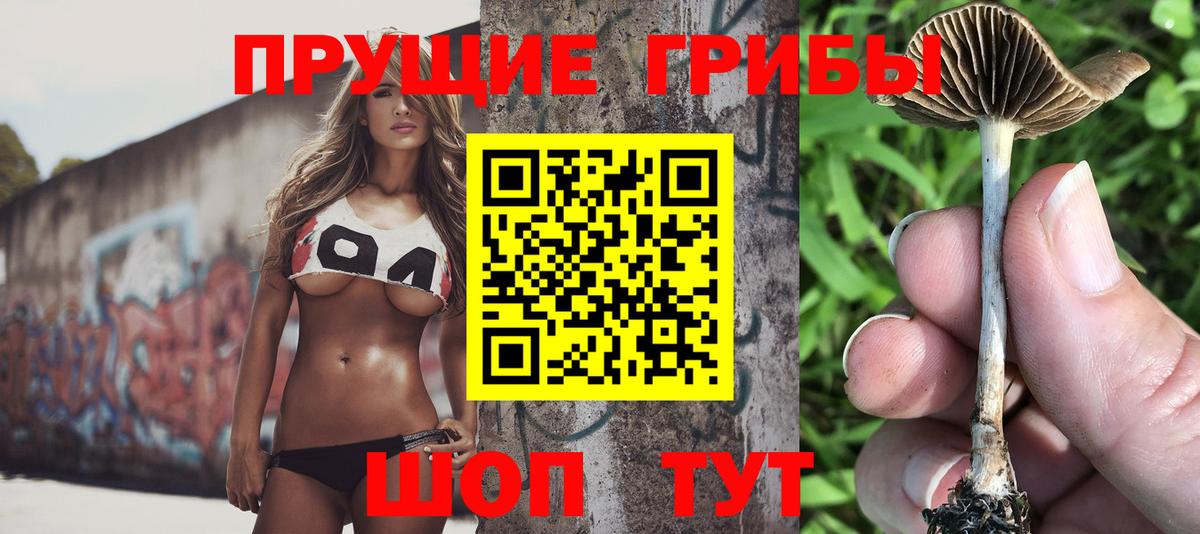 Псилоцибиновые грибы Psilocybe Бор